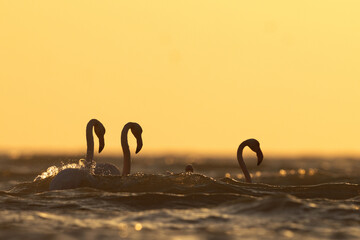Greater Flamingos and sea waves in the morning hours with dramatic bokeh of light on water, Asker coast, Bahrain