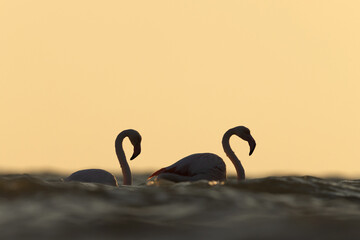 Backlit image of a pair of Greater Flamingos at  Asker coast of Bahrain