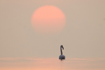 A Greater Flamingo wading during sunrise at Asker coast of Bahrain