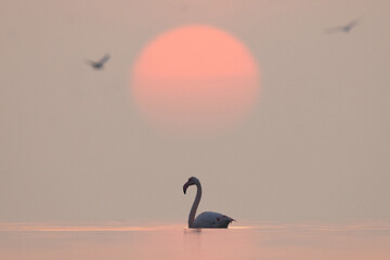 A Greater Flamingo wading during sunrise at Asker coast of Bahrain