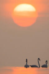 Greater Flamingos wading and beautiful sunrise at Asker coast of Bahrain