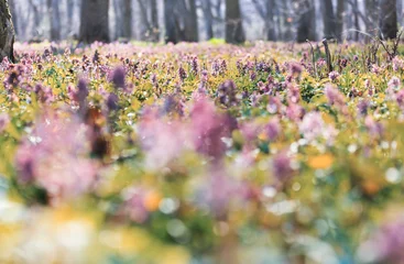 Wandcirkels plexiglas Spring forest © Galyna Andrushko