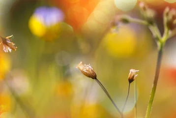 Sierkussen Sunny meadow © Galyna Andrushko