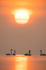 Greater Flamingos and diffused sun at Asker coast, Bahrain