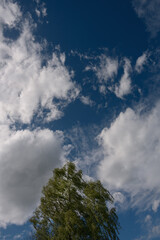 Fototapeta premium Wechselndes Aprilwetter, leuchtende Farben Baumkrone