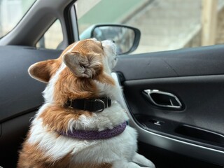 The dog was left in the car, looking out the window and waiting for its owner
