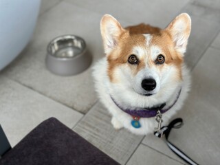 Corgi dog in a dog-friendly cafe sits next to a bowl of water 