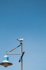 Seagull standing on a lamppost against the background of blue sky. Hartlauba gull, Chroicocephalus hartlaubii. South Africa marine, copy space