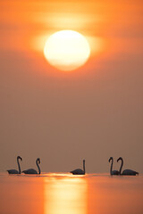 Greater Flamingos and splendid sunrise at Asker coast, Bahrain