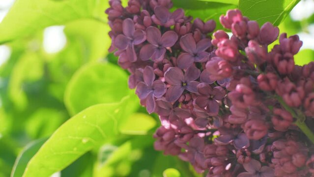 Blooming purple lilac bush in the park. Sunny spring day. The wind gently sways the branches