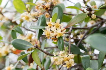 The Japanese Cleyera (ternstroemia gymnanthera) flowers.