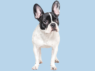 Cute puppy. Isolated, background. Close-up, indoor. Studio shot. Concept of care, education,...