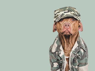 Cute brown dog, military cap and military shirt. Close-up, indoors. Studio shot. Congratulations...