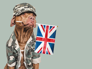 Cute brown dog, Great Britain Flag and military shirt. Close-up, indoors. Studio shot....