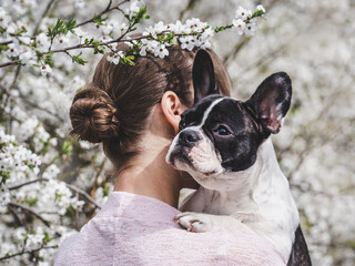 Cute puppy lies on a woman's shoulder against the background of cherry blossoms. Clear, sunny day....