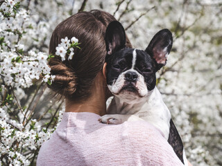 Cute puppy lies on a woman's shoulder against the background of cherry blossoms. Clear, sunny day. Close-up, outdoors. Concept of care, education, obedience training and raising pets