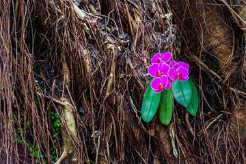 An isolated cluster of phalaenopsis (butterfly orchid) grows on the numerous aerial roots of a huge...
