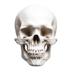 Obraz premium Human skull on transparent background for decorating Halloween