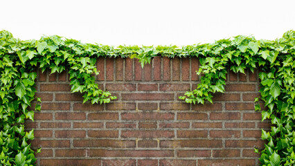 An ivy-covered old brick wall, fence, green creepers, on old  stonewall with available copy space, creating a brickwork exterior mockup isolated on white background.