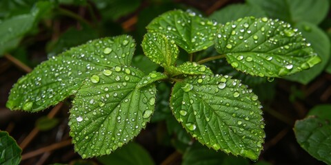 Green leaf covered in water droplets