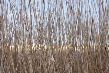 Blue sky  reeds