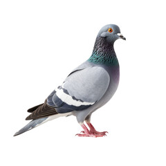 Pigeons perched on transparent background