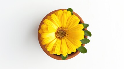 Blooming marigold flower in orange pot isolated on white background Top down view of Calendula officinalis