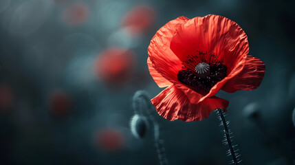 Red poppy as a symbol of memory for the fallen in the war, used for VE-Day and World War Remembrance Day. - obrazy, fototapety, plakaty