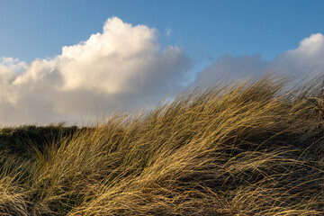 Evening light over marram grass covered sand dunes