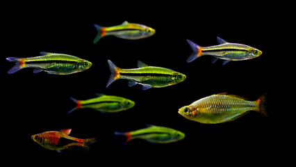 Tetra fish with amazing colors. Black background.