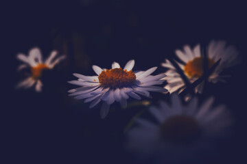 An aesthetically photographed daisy. Nature background.