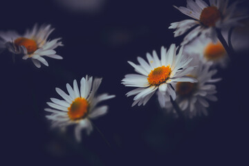 An aesthetically photographed daisy. Nature background.