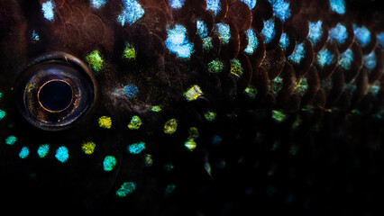 Close up photo of a fish. Rocio Octofasciata (Jack Dempsey). Black background.