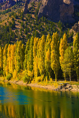 Transparent River in southern Argentina, Bariloche and San Martin de los Andes, Patagonia Route 40. Poplars in autumn changing color to yellow-green