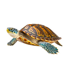 Obraz premium turtle isolated on a white background