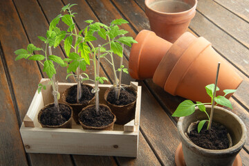Young tomato plants growing indoor in springtime