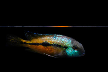 A photograph of a fish with wonderful colors, photographed aesthetically. Nicaraguense Cichlid...