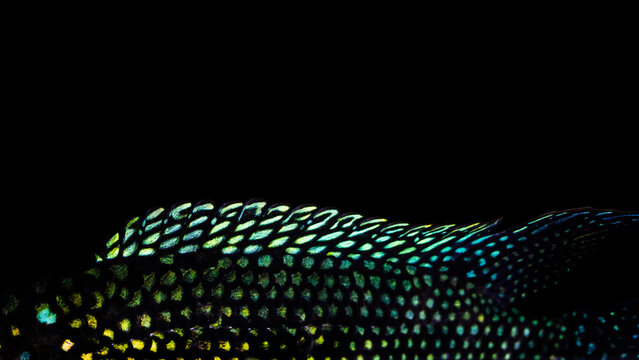 Close up photo of a fish. Rocio Octofasciata (Jack Dempsey). Black background.