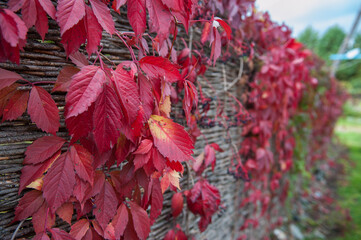 Colorful red leaves of a Virginia creeper (Parthenocissus quinquefolia) on the fence