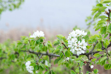 Blurred image of a blooming pear branch against a blue sky.
