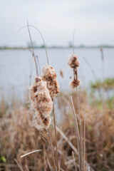 Blurred image of a pond with dry cattails. Natural background.