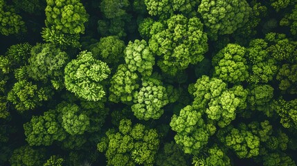 Aerial top view of green trees in forest Drone view of dense green trees capturing CO2. Natural background of green trees.
