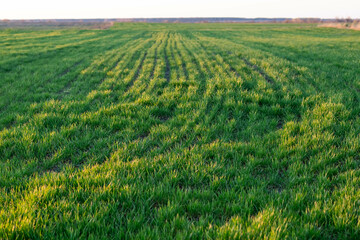 Young wheat field on a spring evening.