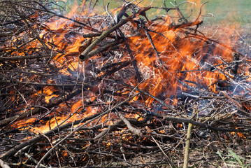 A large pile of burning dry branches in the garden.