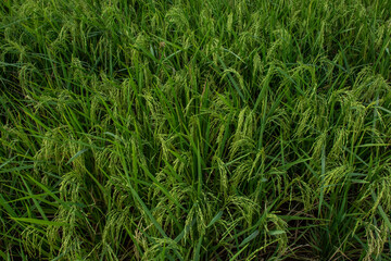 Rice fields in the rice fields are turning yellow	