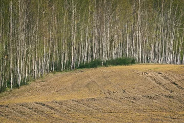 Stof per meter EARLY SPRING - Farmland and young birch forest © Wojciech Wrzesień