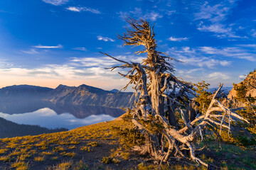 Crater ::Lale Tree