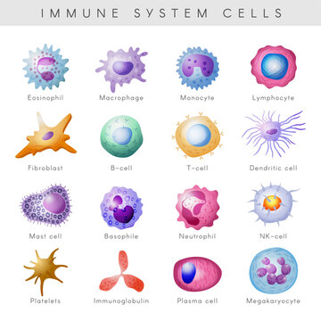 Immune system cells. Defense viruses macrophage immune monocyte lymphocyte pictures in cartoon style recent vector set