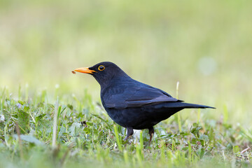 beautiful male blackbird on green lawn - 786468327