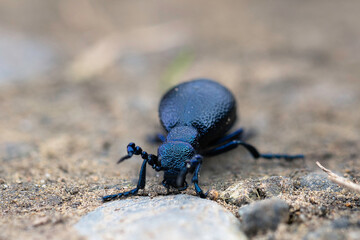 european oil beetle closeup - 786468364
